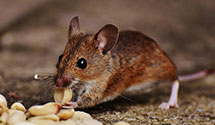 24 Hour & Emergency Exterminators in Mc Kees Rocks, PA